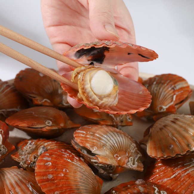 청정해역 고성 가리비, 맛과 신선함으로 식탁을 풍성하게!